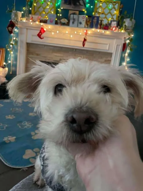 Priscilla thumbnail 6