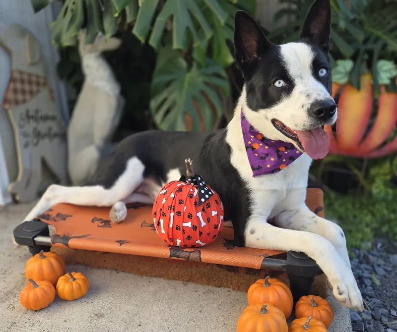 An adult large-sized male Australian Cattle Dog / Blue Heeler dog named Sterling for adoption in Decatur, GA