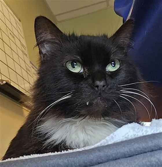 An adult large-sized male Black & White / Tuxedo Domestic Medium Hair cat named Jackdaw for adoption in Clyde, NC