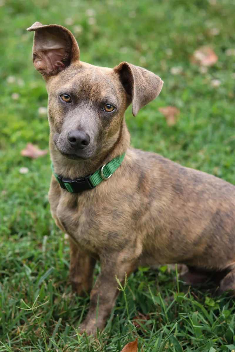 A young small-sized male Mixed Breed dog named Davy for adoption in Statesville, NC