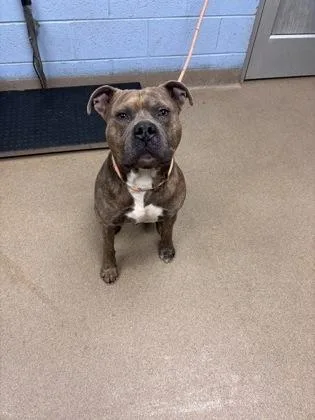 An adult large-sized male Mixed Breed dog named Nunnum for adoption in Chamblee, GA