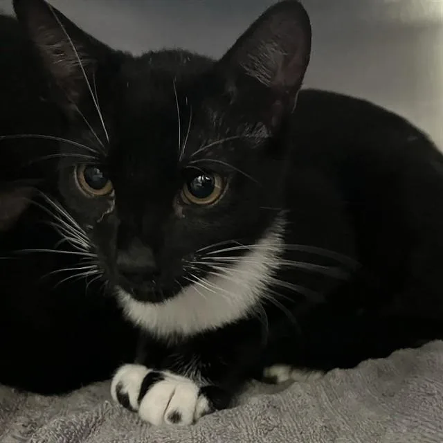 A baby small-sized female Domestic Short Hair cat named Charms for adoption in Alameda, CA