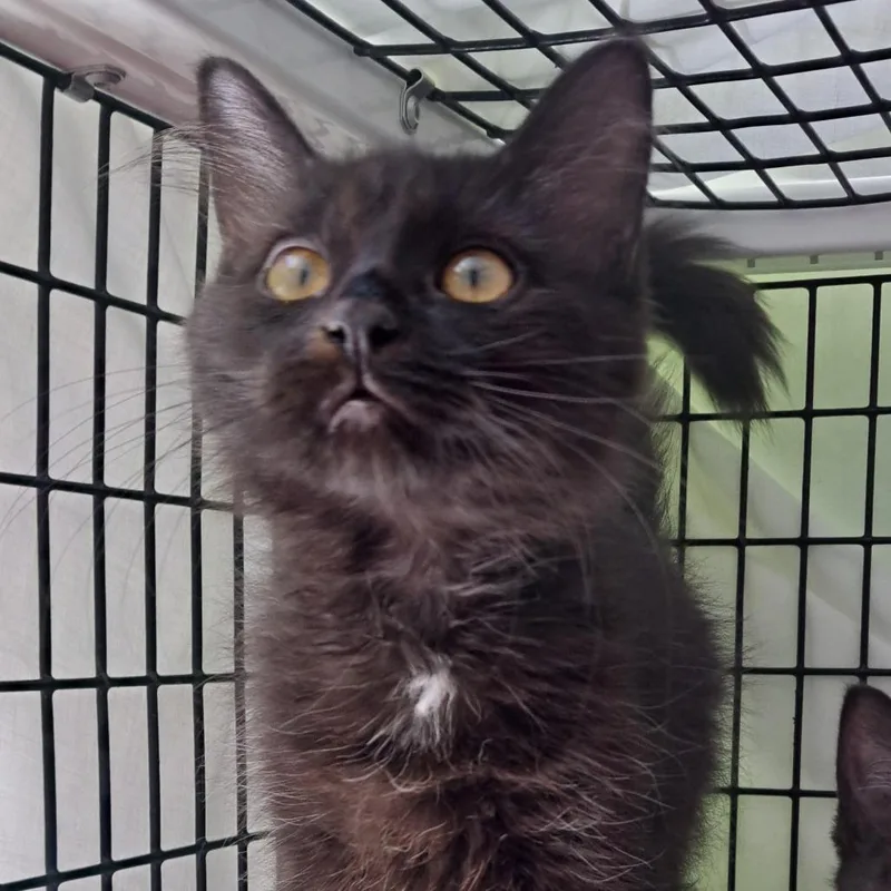 A baby small-sized male Black Domestic Medium Hair cat named Tawny for adoption in Chicago, IL