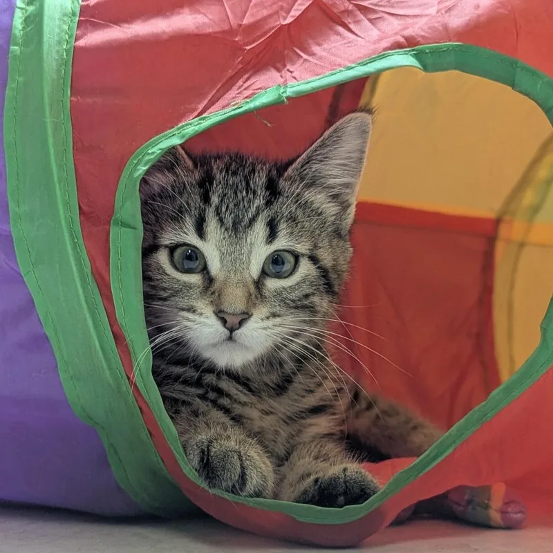 A baby small-sized female Tabby (Brown / Chocolate) Domestic Short Hair cat named Catmando for adoption in Fenton, MI