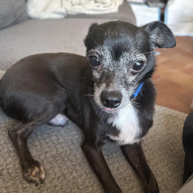 An adult small-sized male Black Chihuahua dog named Chip for adoption in San Diego, CA