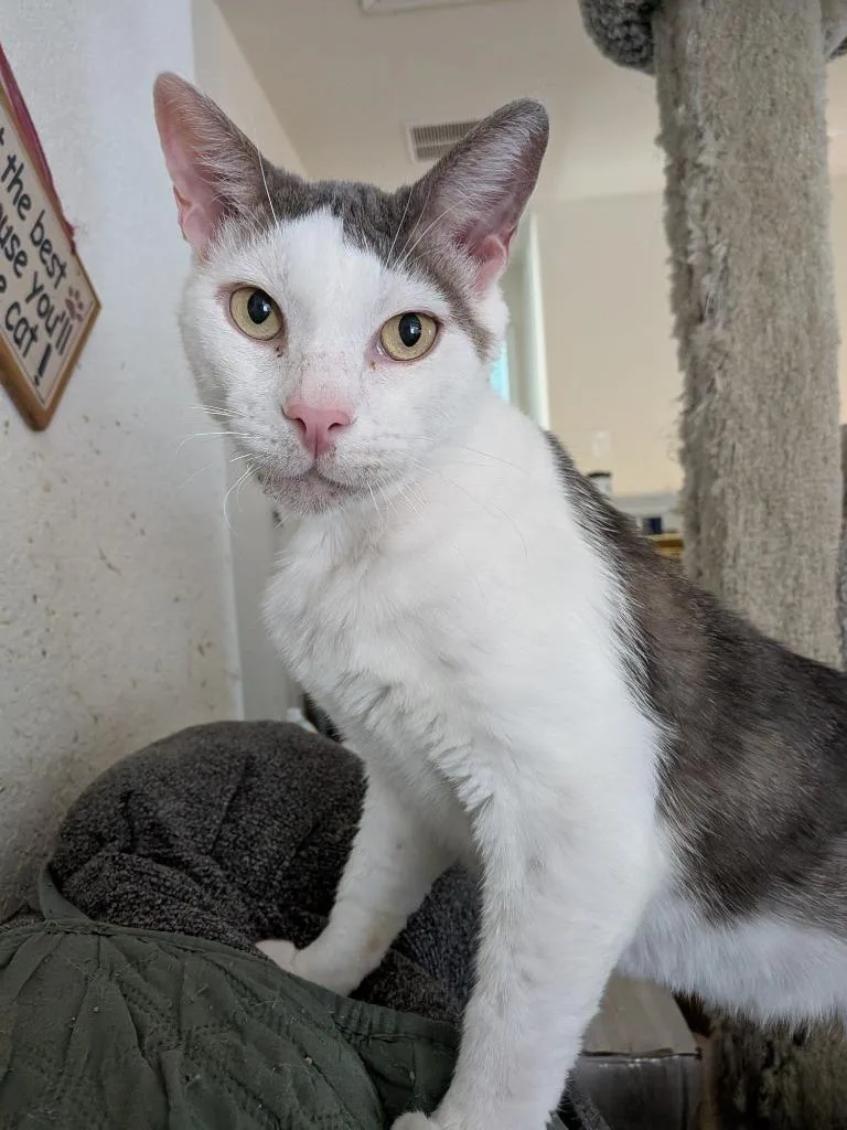 An adult large-sized male Domestic Short Hair cat named Handsome for adoption in San Antonio, TX