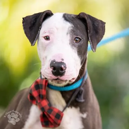 Wishbone thumbnail 4