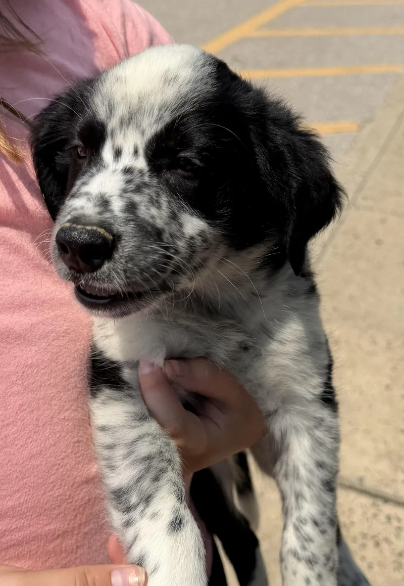 A baby small-sized male Border Collie dog named Chocolate Chip for adoption in Havertown, PA