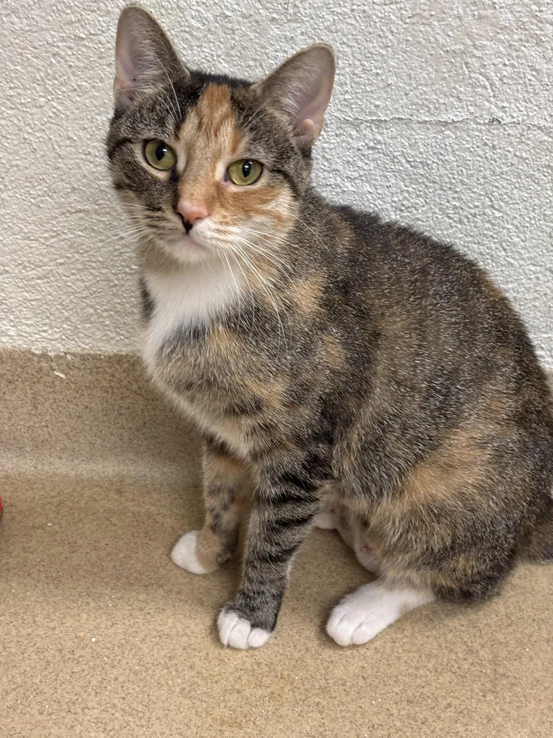 An adult medium-sized female Domestic Short Hair cat named Nala for adoption in Brick, NJ