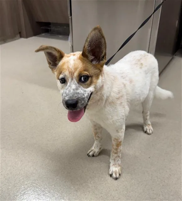 A baby small-sized female Australian Cattle Dog / Blue Heeler dog named Vae for adoption in Baytown, TX