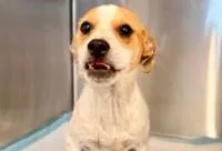 A baby medium-sized male Mixed Breed dog named Bandit for adoption in West Chester, PA