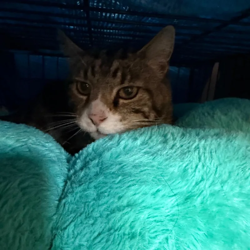 An adult large-sized female Brown / Chocolate Domestic Short Hair cat named Cheerio for adoption in Klamath Falls, OR
