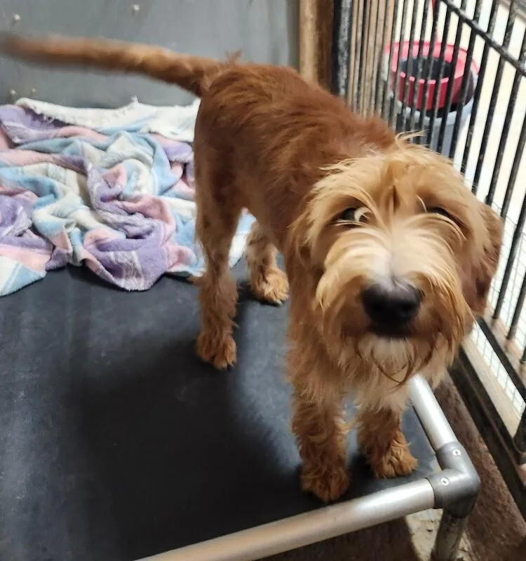 A young medium-sized male Poodle dog named Drizzle for adoption in Windsor, CO