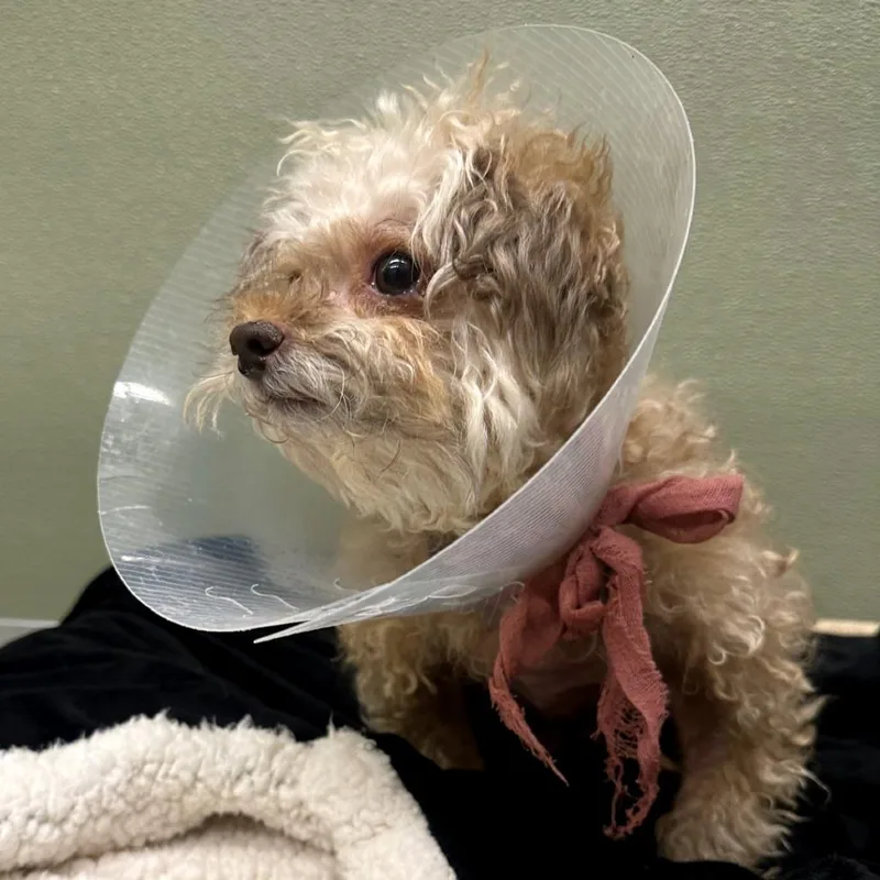 A senior small-sized male White / Cream Poodle dog named Koko for adoption in Woodinville, WA