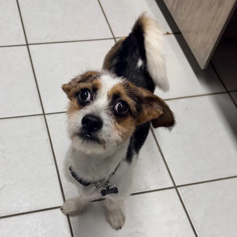 Nachito
