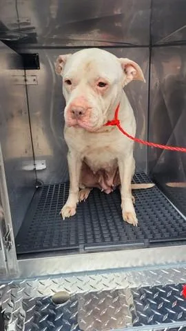 An adult large-sized female Pit Bull Terrier dog named Shlushie for adoption in Dayton, OH