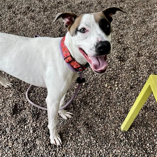 A young large-sized female Pit Bull Terrier dog named Annabelle for adoption in Mesa, AZ
