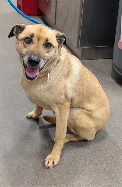 An adult medium-sized female German Shepherd Dog dog named Roxy for adoption in Upper Marlboro, MD