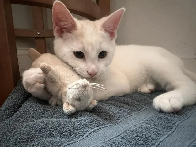A baby medium-sized male White Domestic Short Hair cat named Jupiter and Saturn for adoption in Worcester, MA