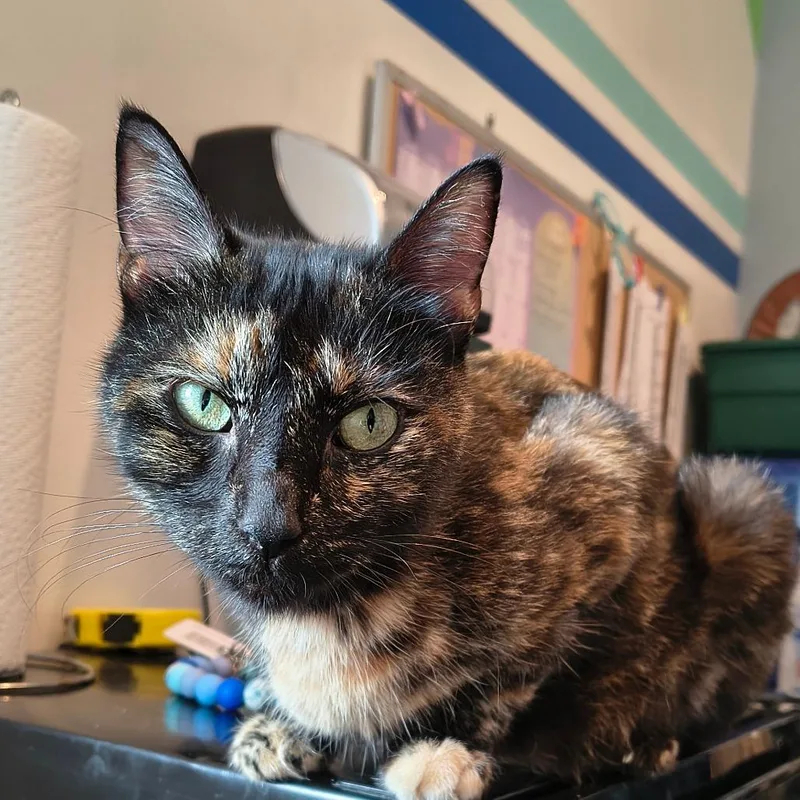 An adult medium-sized female Black Domestic Short Hair cat named Espresso for adoption in Elwood, IN