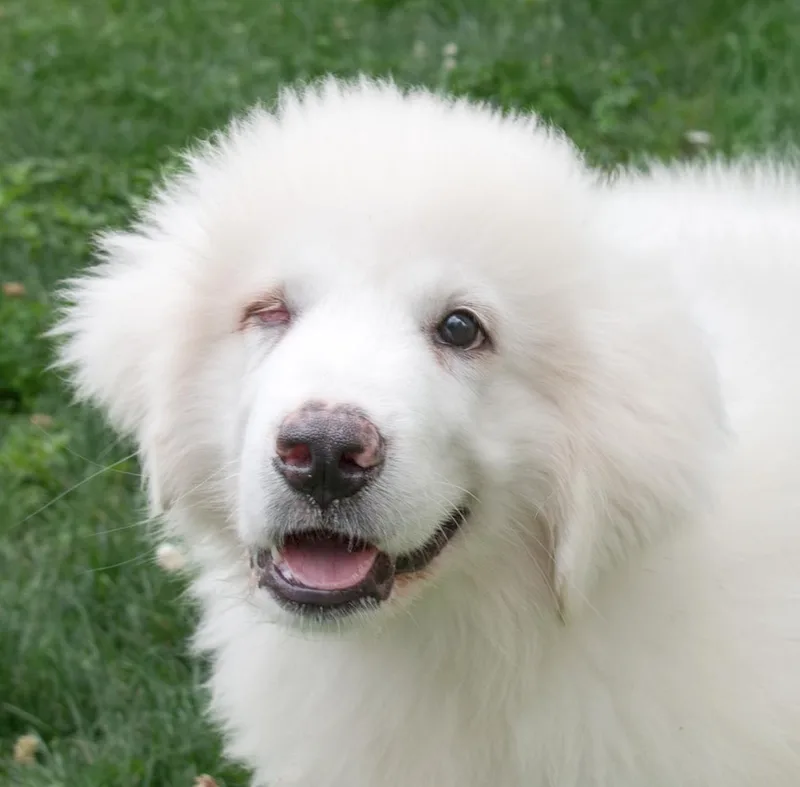 A baby large-sized male White / Cream Great Pyrenees dog named Maxwell for adoption in Nashville, TN