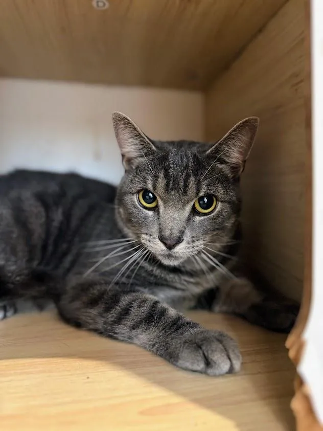 A young medium-sized male Tabby (Tiger Striped) Domestic Short Hair cat named Aidan for adoption in North Haven, CT