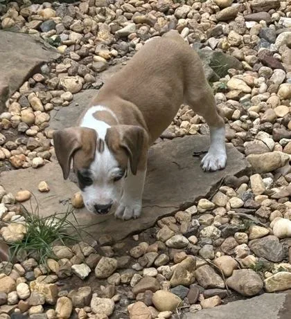 A baby small-sized male Mixed Breed dog named Logan for adoption in Cumming, GA