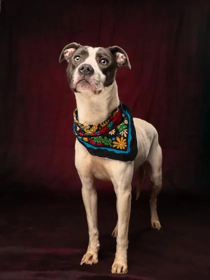 An adult medium-sized female Pit Bull Terrier dog named Astro for adoption in Atlanta, GA