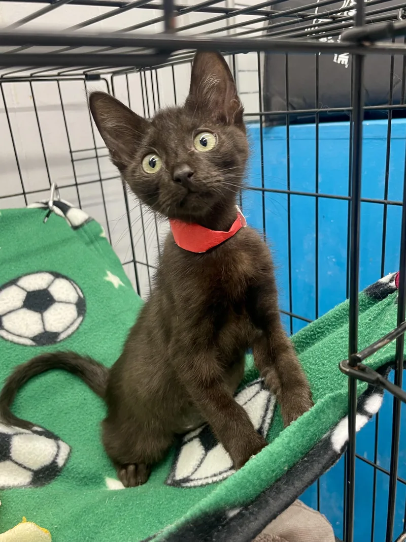 A baby medium-sized female Black Domestic Short Hair cat named Jiji for adoption in Plano, TX