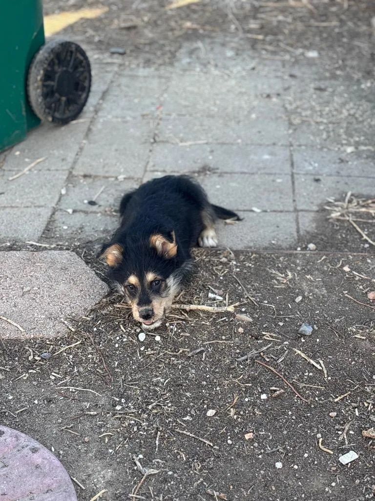 Hyatt Mireh thumbnail 4