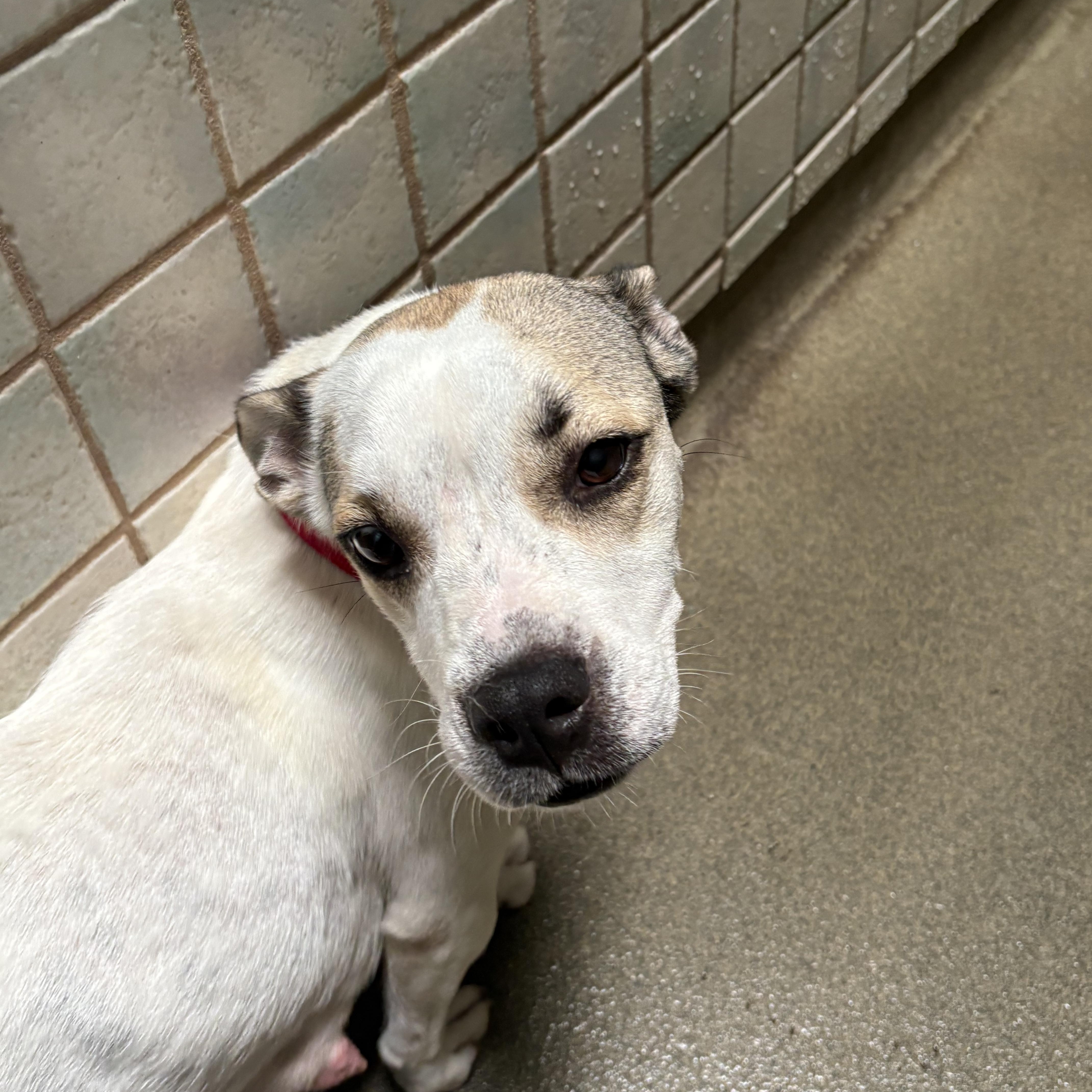 An adult medium-sized female White / Cream Mixed Breed dog named Belle for adoption in Boca Raton, FL