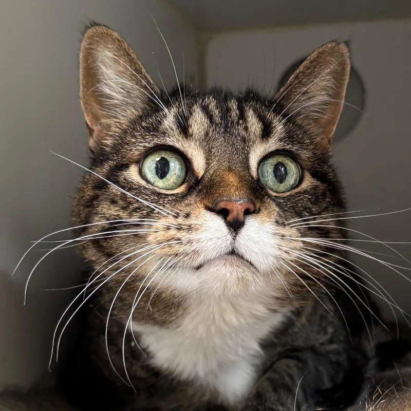 A senior small-sized female Brown / Chocolate Domestic Short Hair cat named Millie for adoption in Naperville, IL