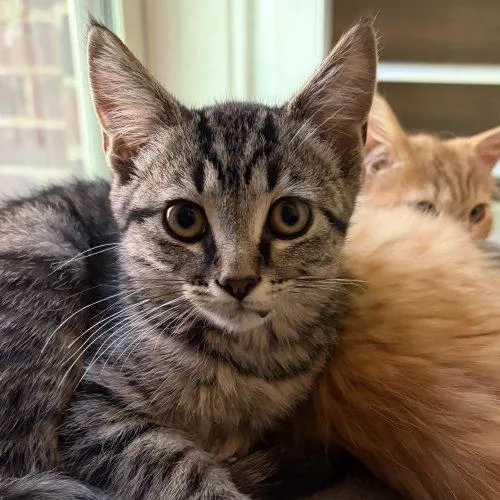 A baby small-sized female Tabby (Gray / Blue / Silver) Domestic Short Hair cat named Kaya for adoption in Knoxville, TN