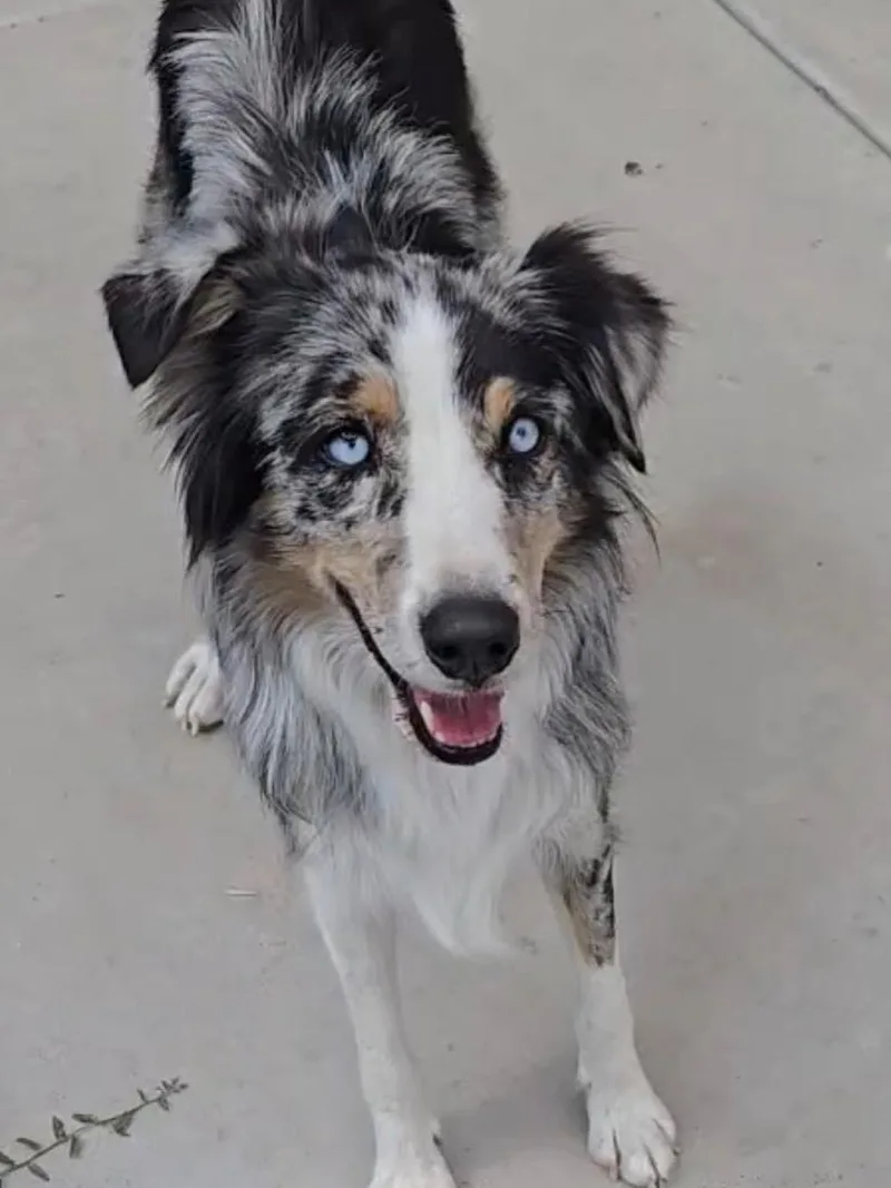 Moxie