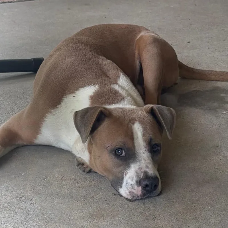 A young medium-sized male Pit Bull Terrier dog named Fred for adoption in Mocksville, NC