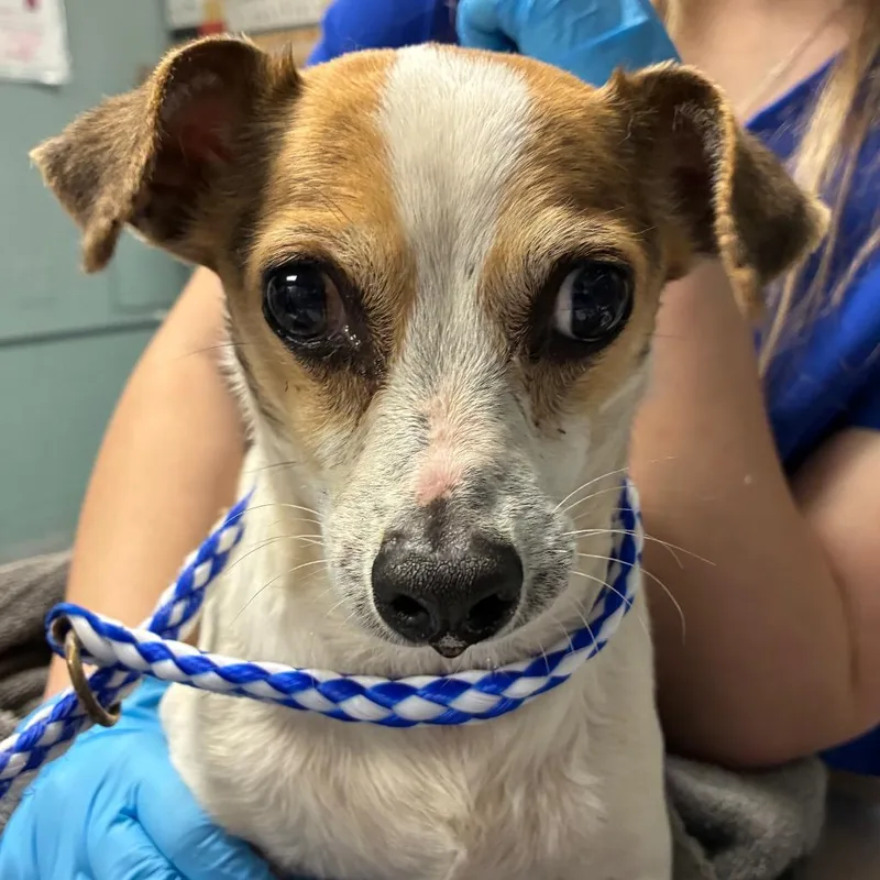 A senior small-sized female White / Cream Jack Russell Terrier dog named Pickleballjersey for adoption in Greenville, SC