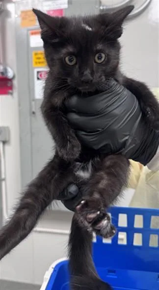 A baby small-sized female Domestic Short Hair cat named Madeline for adoption in Ontario, CA