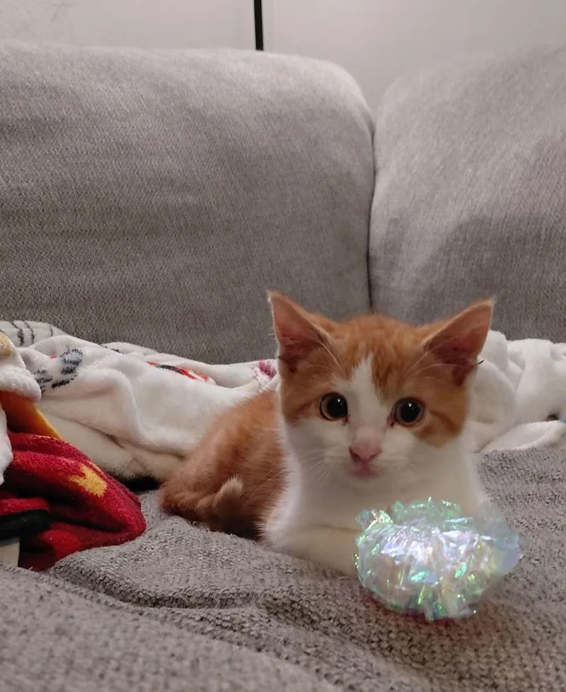 Suki