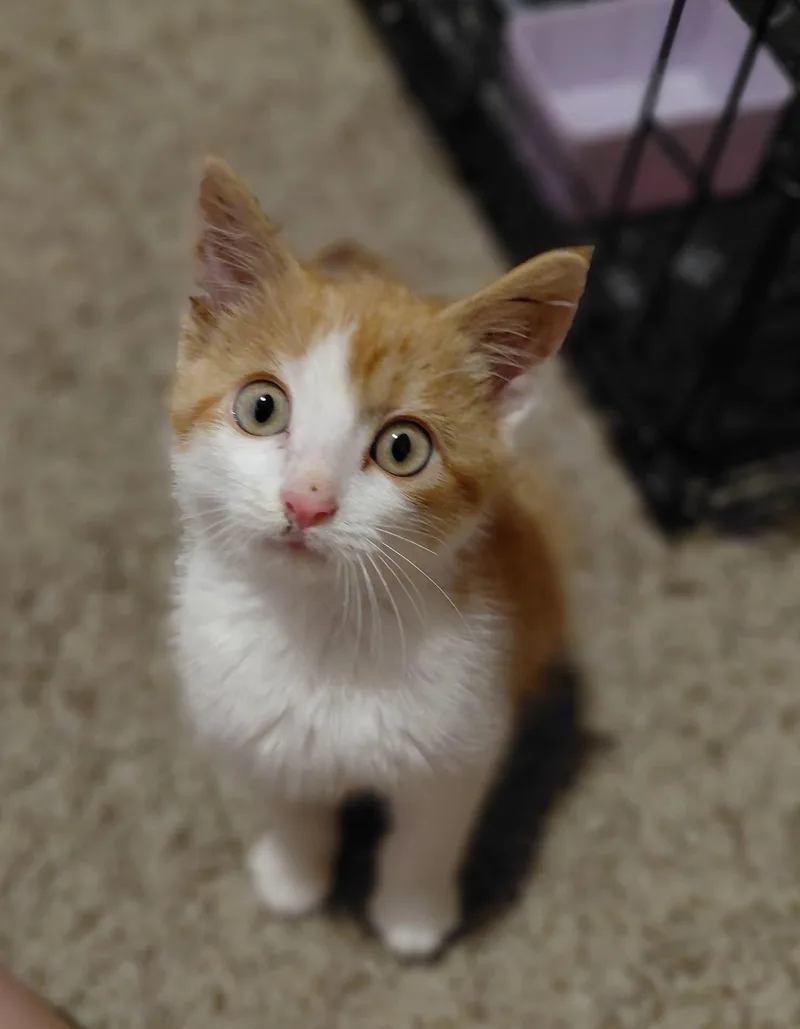 Suki thumbnail 2
