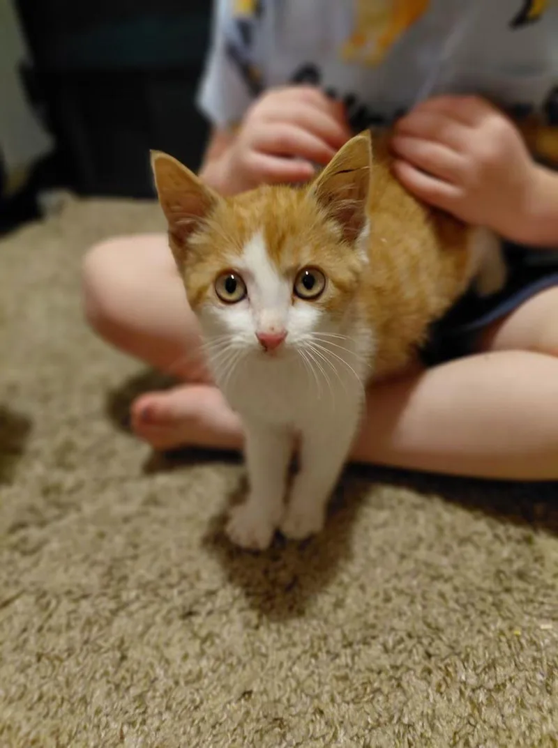 Suki thumbnail 3