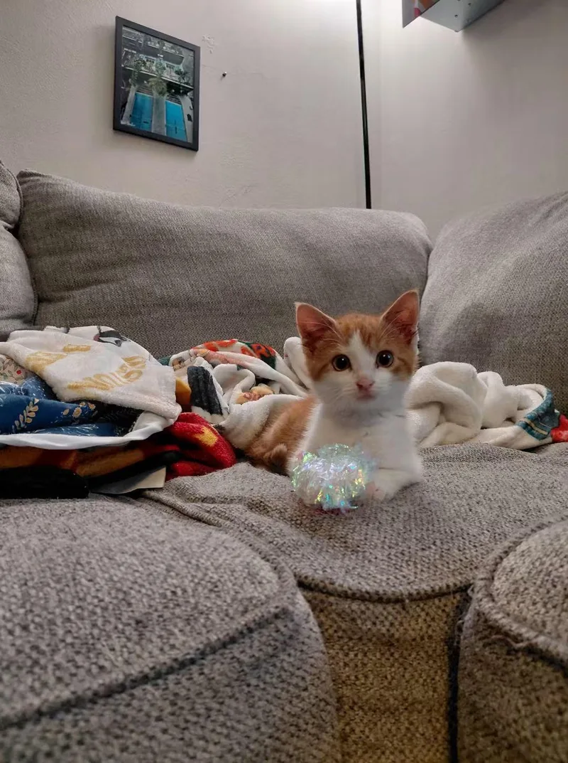 Suki thumbnail 5