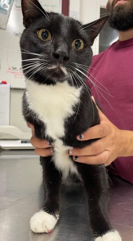 An adult medium-sized male Domestic Short Hair cat named Ink for adoption in Fall River, MA