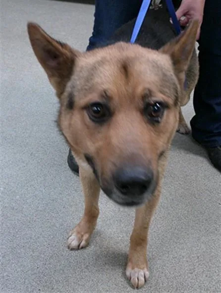 A young large-sized male German Shepherd Dog dog named Bonzo for adoption in Oklahoma City, OK