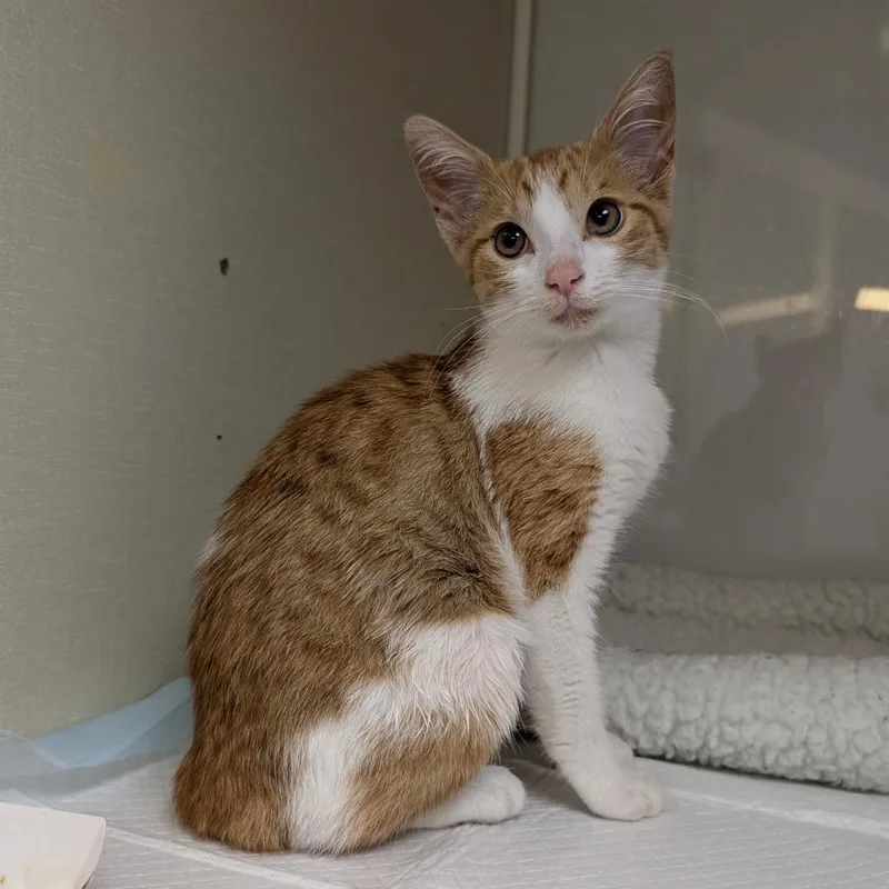 A baby small-sized female Orange / Red Domestic Short Hair cat named Saffron for adoption in Sunnyvale, CA