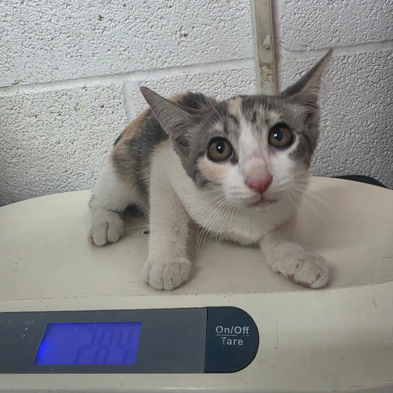 A baby small-sized female Gray / Blue / Silver Domestic Short Hair cat named Sarah for adoption in Edinburg, TX