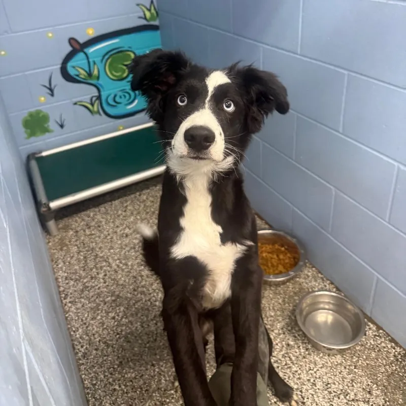 A young medium-sized male Black Border Collie dog named Leonardo for adoption in Collinsville , OK