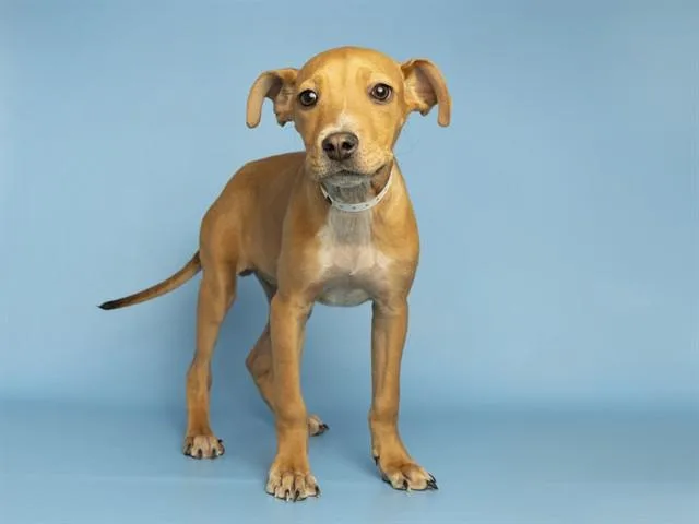 A baby small-sized male Australian Cattle Dog / Blue Heeler dog named Cosmo for adoption in Phoenix, AZ