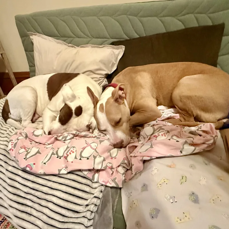 A young medium-sized female Golden Pit Bull Terrier dog named Poppi for adoption in Prior Lake, MN