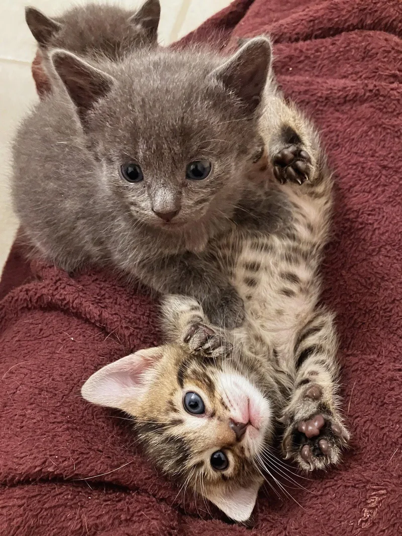 A baby medium-sized female Gray / Blue / Silver Domestic Short Hair cat named Molly Ringwald for adoption in Maggie Valley, NC