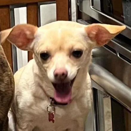 An adult small-sized female Chihuahua dog named Vayda for adoption in Phoenix, AZ